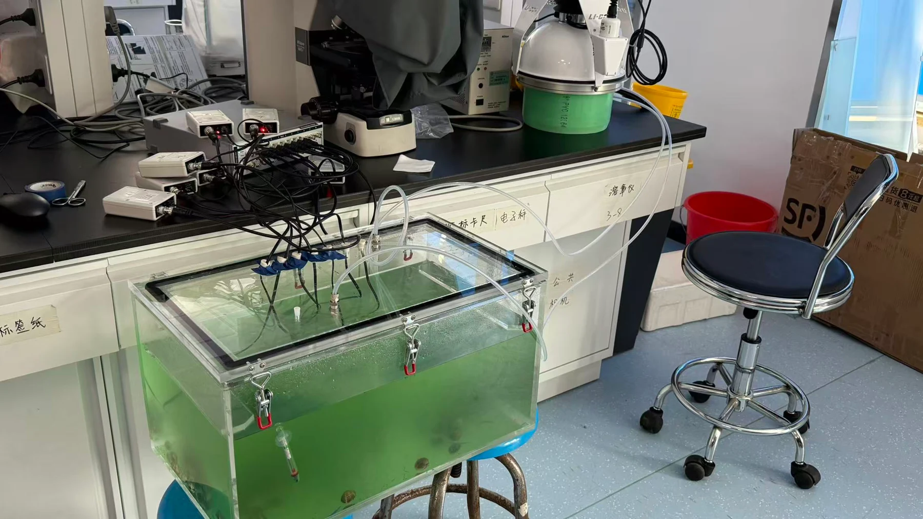 Bivalve–algae interactions