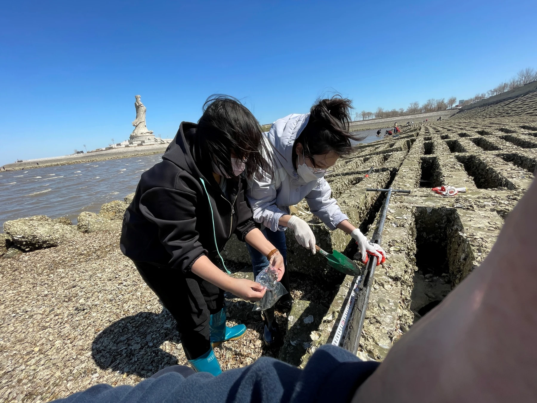 Researchers collecting sediment samples in a coastal bivalve habitat