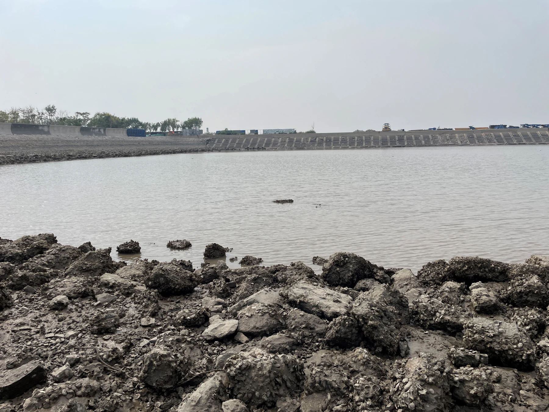 Coastal carbon & bivalve habitats